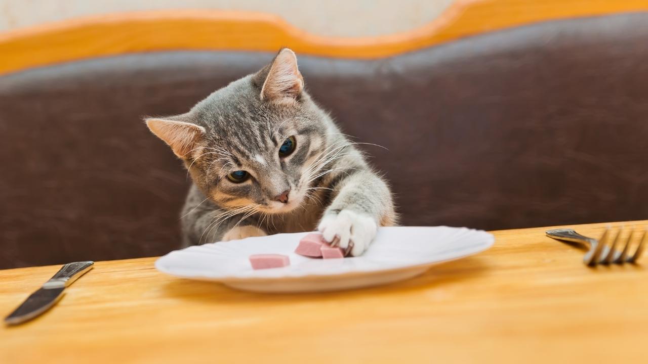 Pet Food